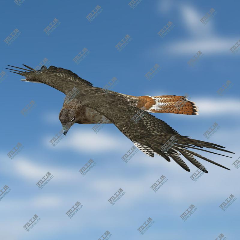 images/goods_img/20210313/Hawk (ANIMATED)/2.jpg